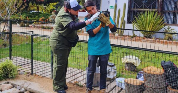 Comunidad UVM realizó diversas acciones de voluntariado para ayudar a los afectados por el incendio