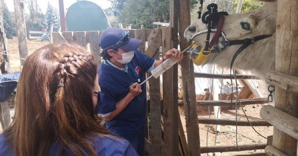 Carrera de Medicina Veterinaria realiza tratamientos odontológicos a equinos en Catapilco