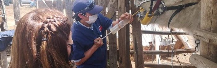 Carrera de Medicina Veterinaria realiza tratamientos odontológicos a equinos en Catapilco