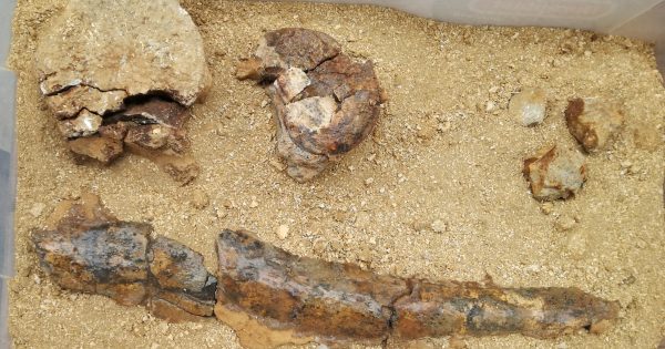 Significativo avance en rescate paleontológico de Mina La Niña