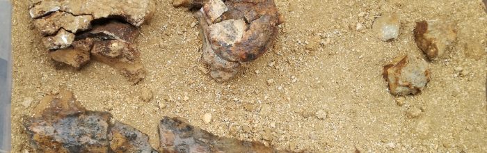 Significativo avance en rescate paleontológico de Mina La Niña
