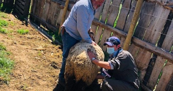 Medicina Veterinaria realiza nuevo operativo en conjunto con la Municipalidad de Zapallar