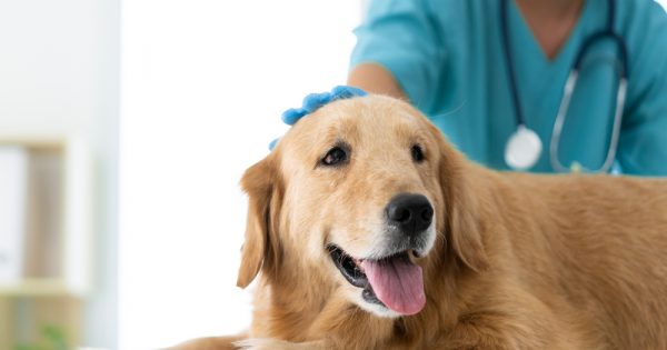 Importancia de contar con una clínica veterinaria universitaria propia