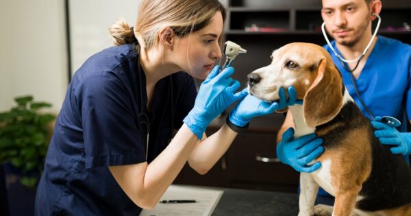 Carrera de Medicina Veterinaria se certifica por 5 años