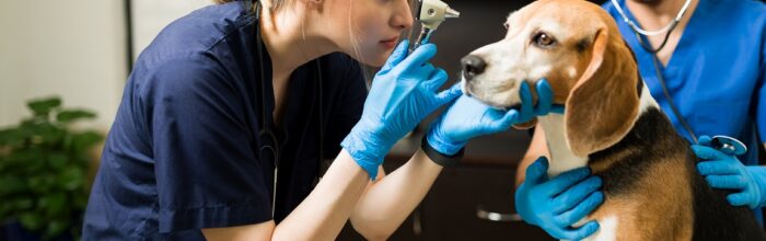 Carrera de Medicina Veterinaria se certifica por 5 años