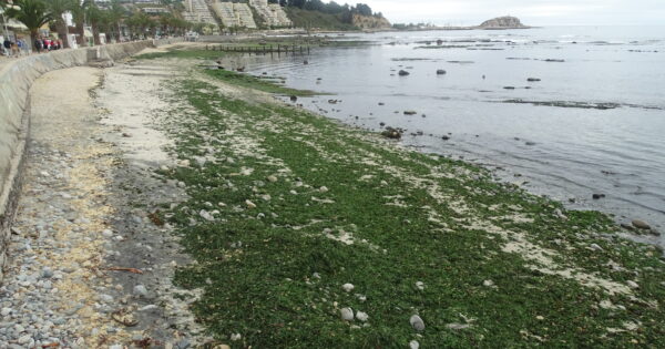 Carrera de Ingeniería en Medio Ambiente UVM realizó hallazgos fósiles en Algarrobo