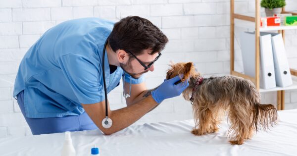 ¿Qué deberías saber de la carrera de Medicina Veterinaria de la UVM