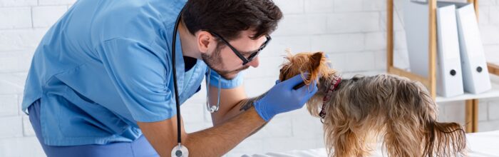 ¿Qué deberías saber de la carrera de Medicina Veterinaria de la UVM